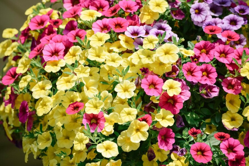 【ガーデニング】春・夏・秋、ずっと咲く花。今年の庭に迎えたい多年草＆一年草6選