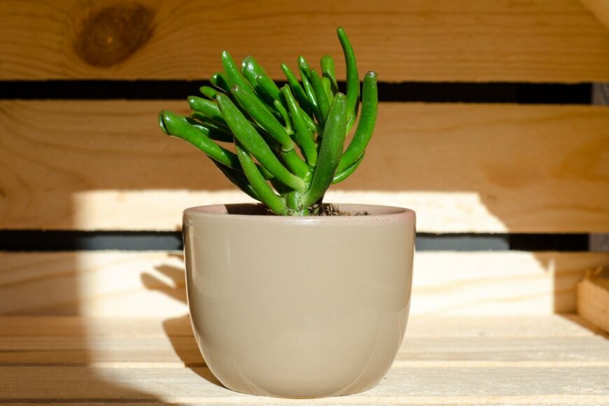 クラッスラ・ゴーラム。多肉植物の鉢植え