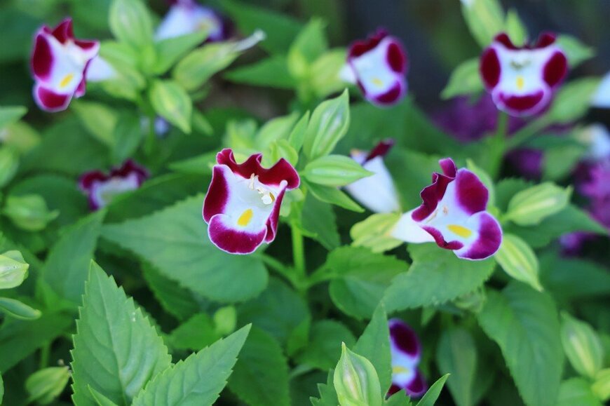 赤紫色の花を咲かせている、トレニア。花の中心は白色