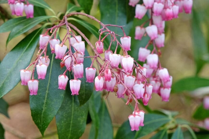 ピンクの花を咲かせている、アセビ