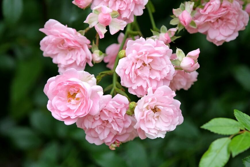 小ぶりな花姿がキュートな「ポンポン咲き」