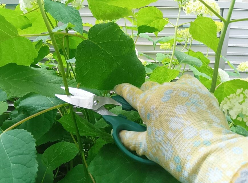 筆者が100均で購入した手袋と剪定ばさみを使用して作業している様子