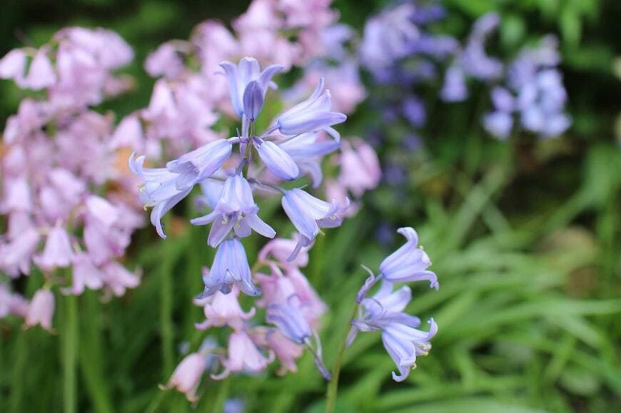 淡青色とピンクの花を咲かせているシラー・カンパニュラータ