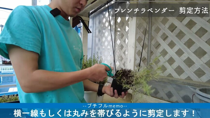 フレンチラベンダーの剪定