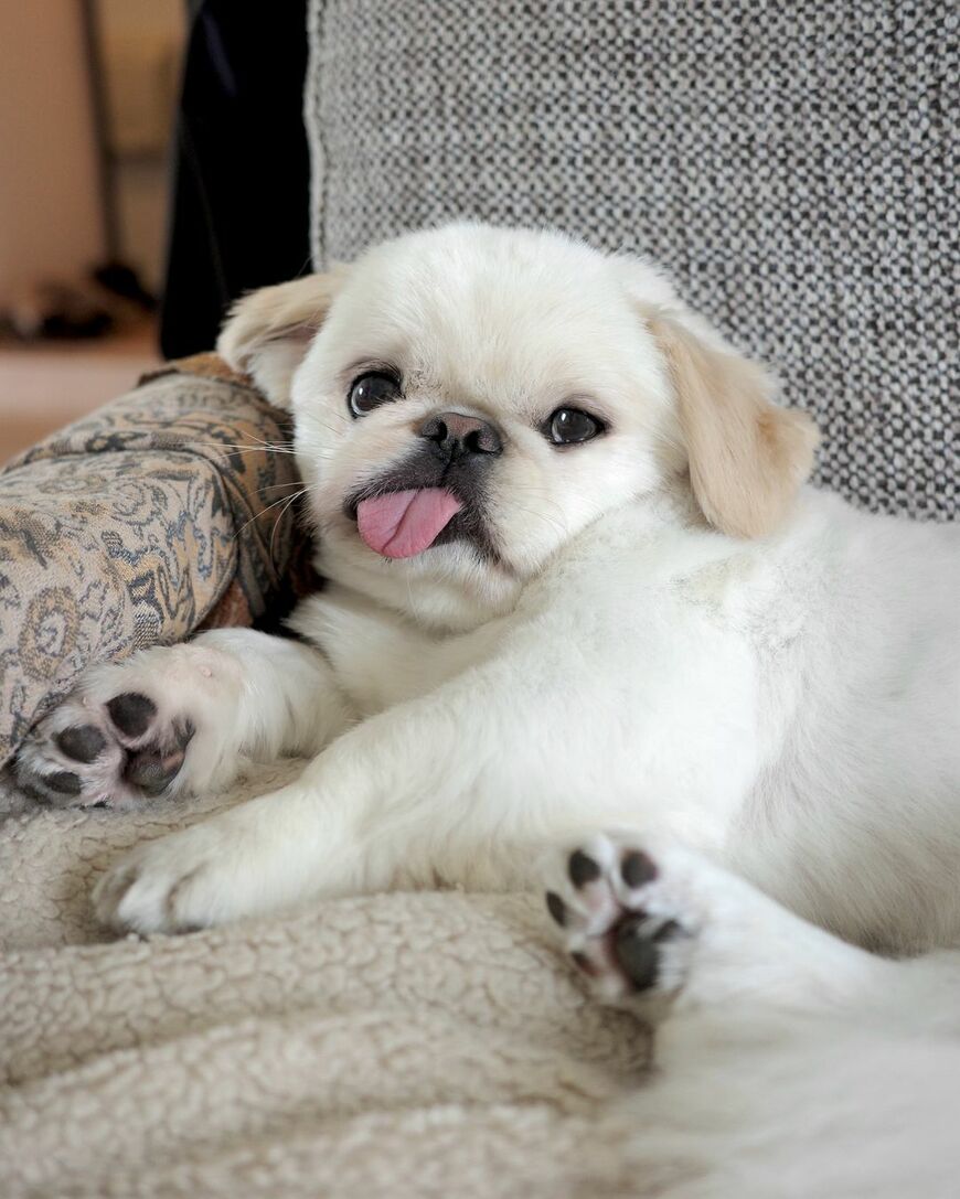 ベビーフェイスの犬