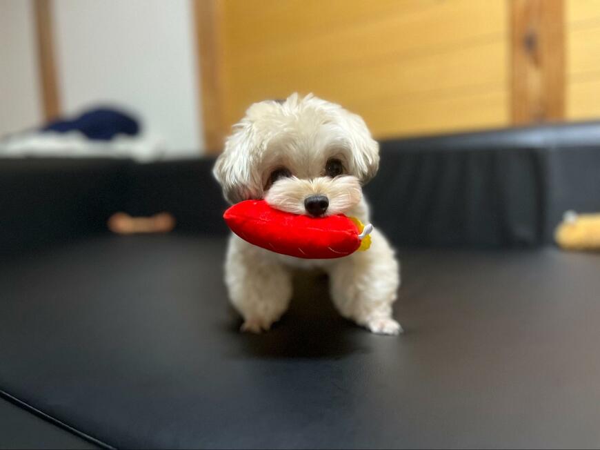 可愛いだけの毛玉