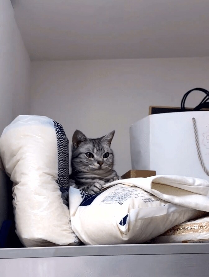 買い物袋の後ろにいた猫