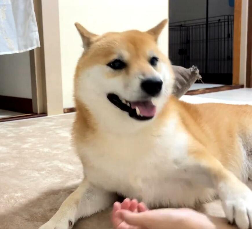 飼い主の手を摑まえる犬