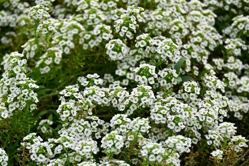 白い花を咲かせている、スイートアリッサム