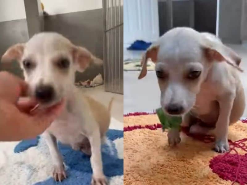 室内で過ごす仔犬のシェルビー