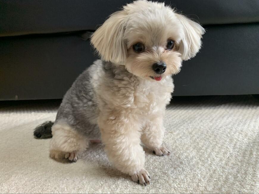 大きくなった犬
