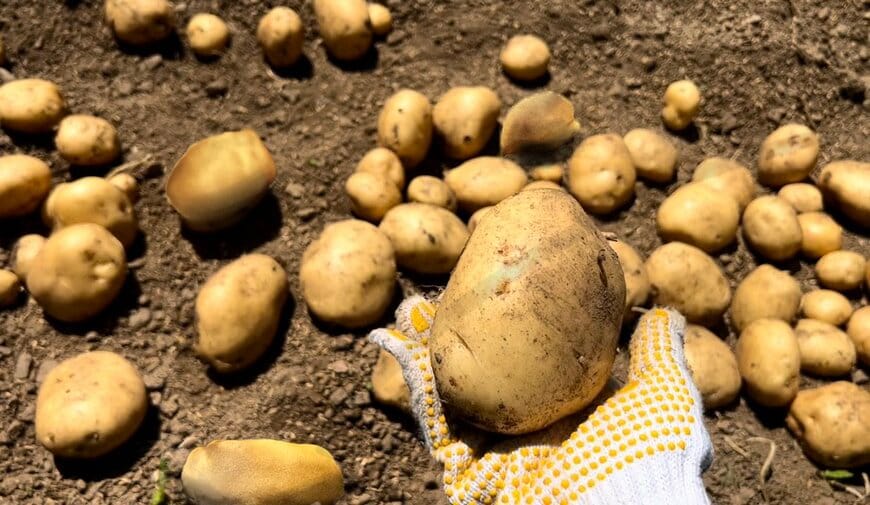 ジャガイモの収穫