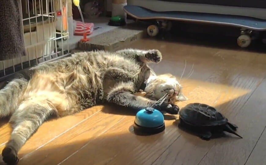 軍曹くんに前足で「チョイチョイ」とちょっかいを出す小雪ちゃん