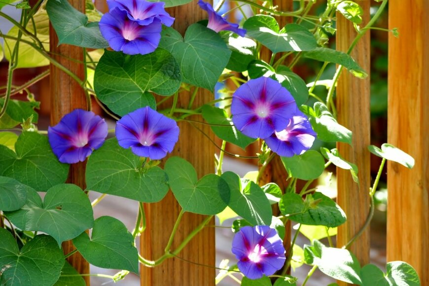 アサガオの花、色は紫。