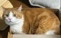 【ほっこり猫】「ほわ〜」とろける表情に癒される！撫でられて至福の時間を過ごす茶白猫が可愛い