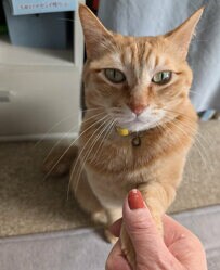 手を差し出す猫ちゃんの”まさかの表情”にじわじわくる…愛らしい仕草に「握手会参加希望」の声も