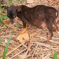 お腹が大きく膨らんだ仔犬を救助。疾患を乗り越えて幸せをつかむ姿に心打たれる
