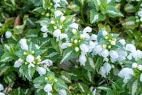玄関先に植えっぱなしで「日陰の狭い空間が一年中おしゃれ」寒さに強い《小さめ常緑多年草》3選