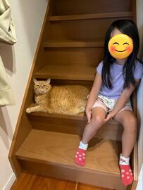 階段を通せんぼする猫と女の子　かわいい行動に思わず笑ってしまう