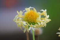 【ガーデニング】黄色やオレンジ！夏空に映える《暑さに強い》ビタミンカラーの一年草