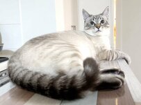 「こんなに大きくなって...」推定９か月になった猫ちゃん！すくすく育ってどっしりと腰をかける姿にうっとり！