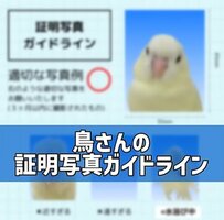 【激かわ証明写真】どの証明写真が好きですか？「鳥さんの証明写真ガイドライン」可愛すぎて悶絶！