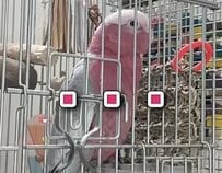 【突然怖い発言をするインコ】に飼い主さん困惑　まさかの発言を考察するコメントなど反響続々