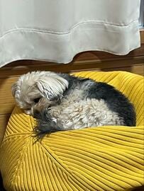 気持ち良さそうに眠る犬　ものすごい「寝癖」が面白かわいい