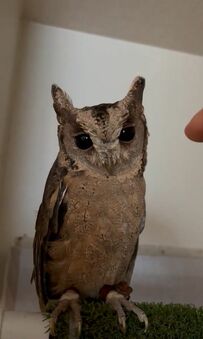 【なだめられるフクロウ】飼い主さんに甘える姿がかわいい！無条件に頭を差し出す姿に癒される