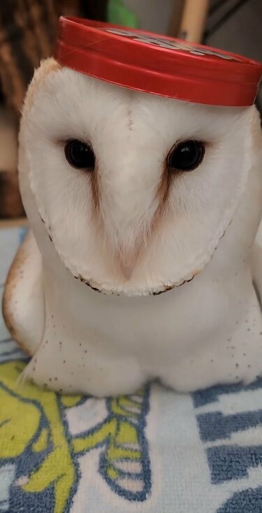 オシャレなフクロウ】頭に乗った赤い帽子 誇らしげな姿に「かわいすぎ 