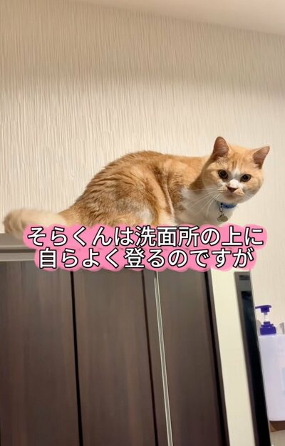 洗面所の上に乗ったそらくん