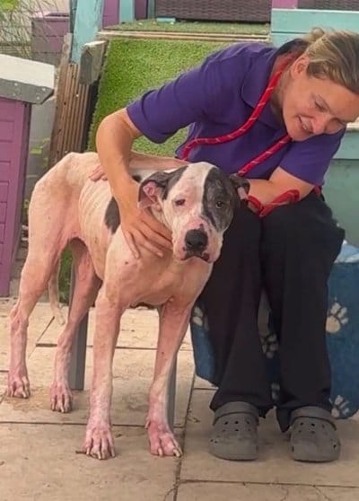 出所：<u><a href="https://www.instagram.com/dogs4rescue/p/DbVwJW4jOaq/" target="_blank">@dogs4rescue</a></u>