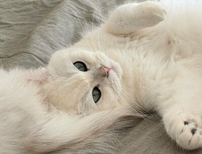 ももくんの枕は妹のすいちゃんのしっぽ！