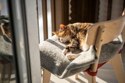 【給付金】4月15日「いつもの年金本体とは別振込」年金生活者支援給付金を受け取れる人とは？