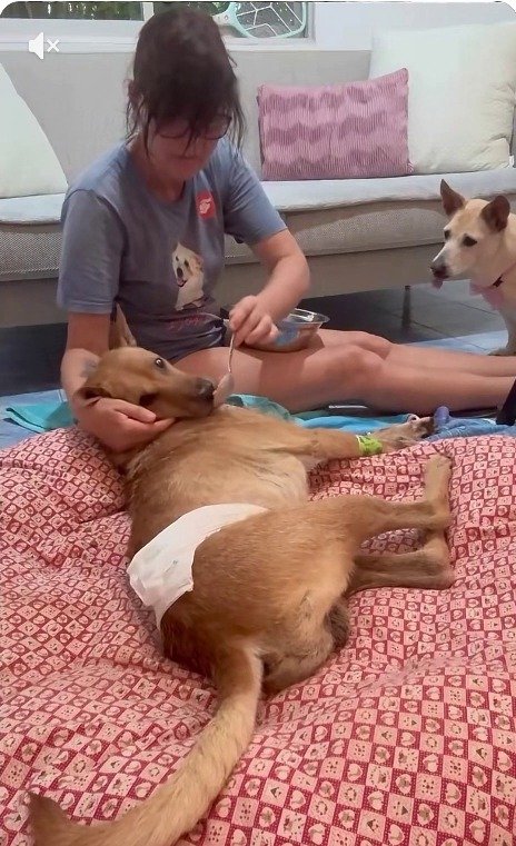「あなたは、私史上一番手強いレスキューだった」二度も脱走した保護犬、ついに笑顔で"帰宅