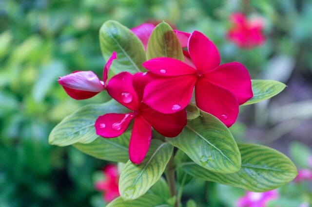 【一年草ガーデニング】いま植えて秋まで美しい花が咲く一年草7選。この夏の庭の主役候補を探せ！