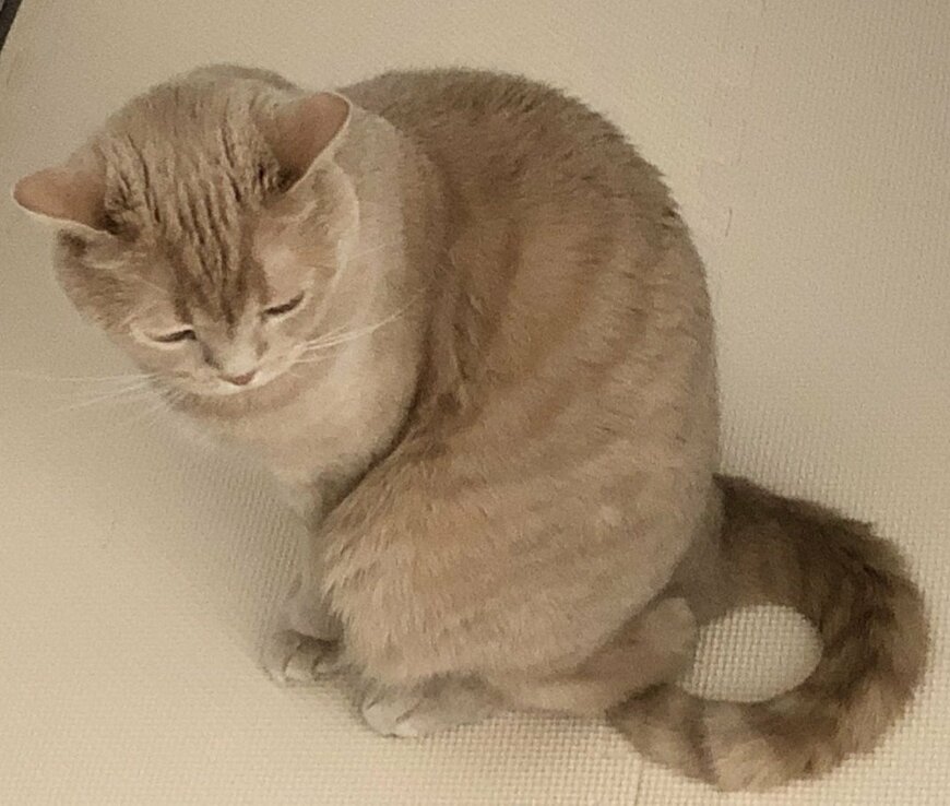 出所：@TsunaIsCat