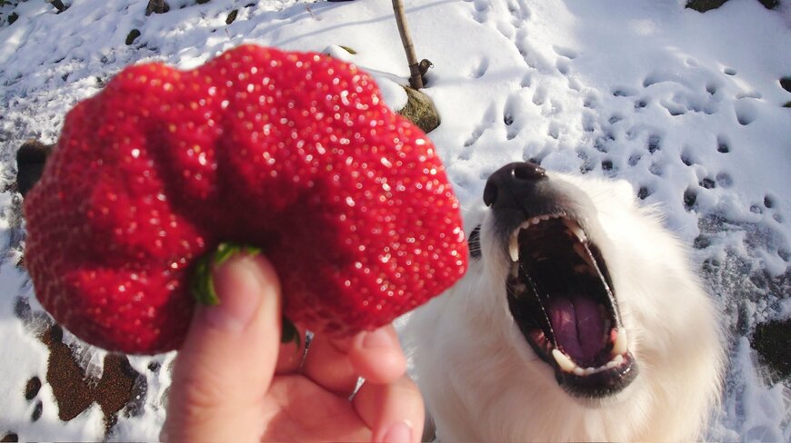 出所：@kukuri_shibainu