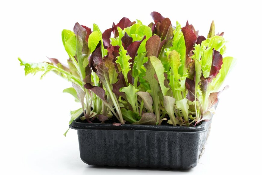 発泡スチロールトレーで育つ野菜（Elena Zajchikova/Shutterstock.com)