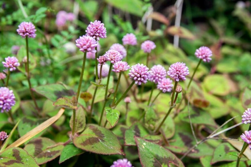 ヒメツルソバ　　　Iva Vagnerova/istockphoto.com