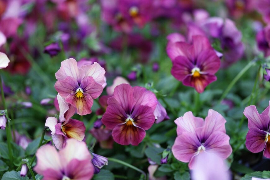 パンジー　Hana-Photo/istockphoto.com