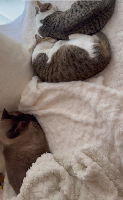 出所：＠lumi.towncat