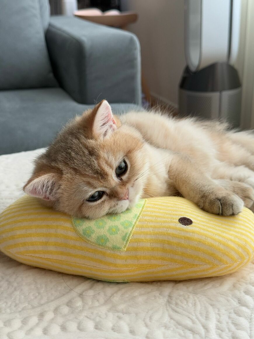 【わかってる子猫】カメラ映えを狙ってる？猫型のかごにぴったりの「あざと可愛いポーズ」に悶絶！