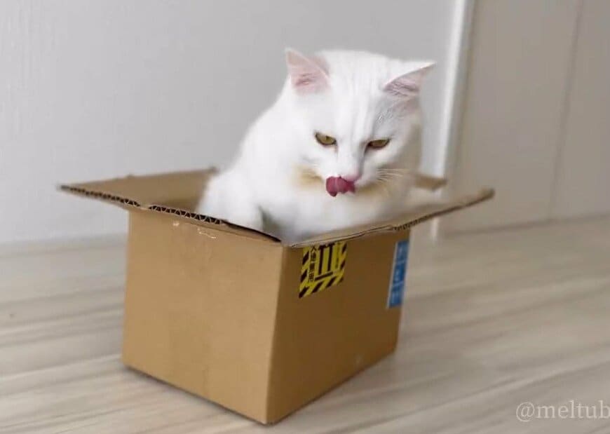 出所：@meltube_cat