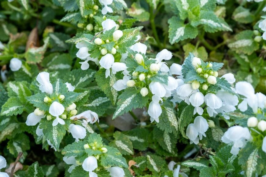 玄関先に植えっぱなしで「日陰の狭い空間が一年中おしゃれ」寒さに強い《小さめ常緑多年草》3選