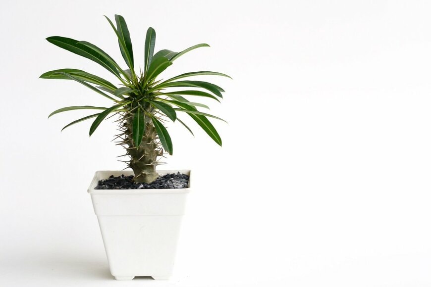 Thammarat Thammarongrat/shutterstock.com