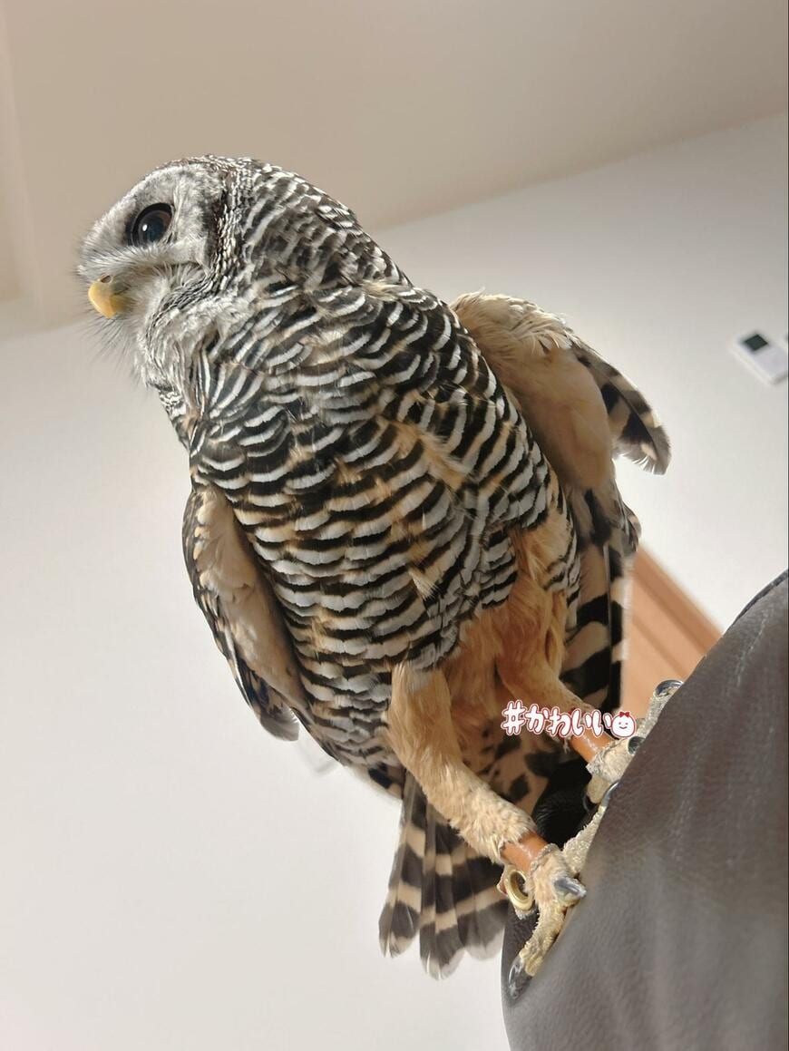 出所：@kanata_akas