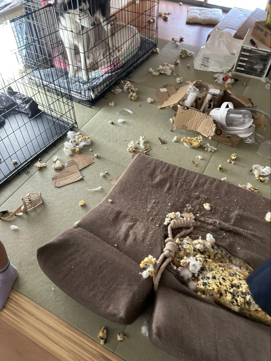 出所：@lani_angelhusky