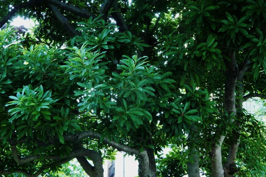 Haruzo/shutterstock.com