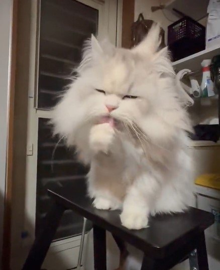 出所：@NEKOLAND13